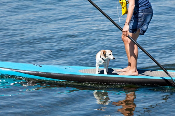 A dog and his owner out on the water with their inflatable stand up paddleboard